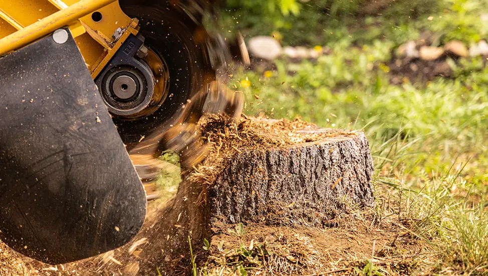 Domestic Stump Removal