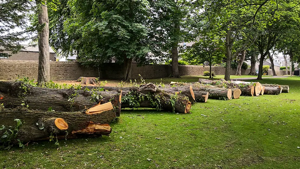 Commercial Stump Removal