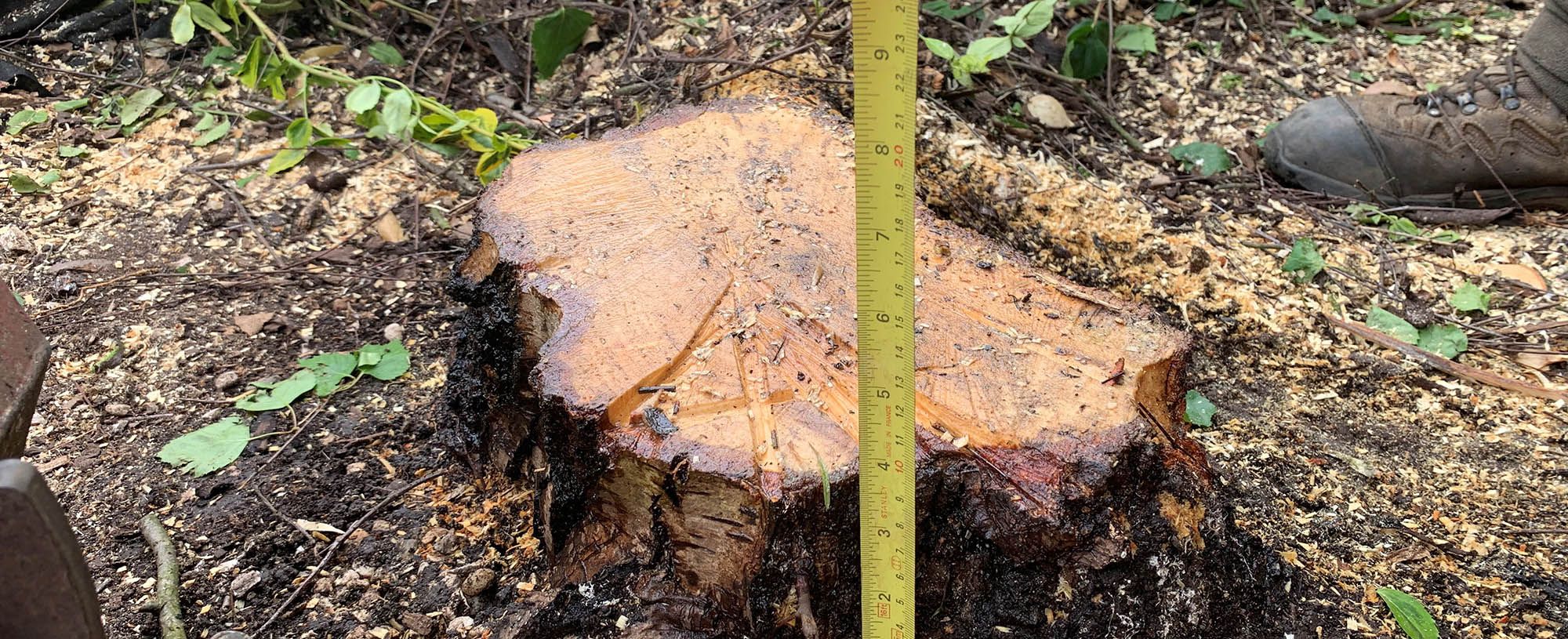 Tree Stump Grinding & Removal