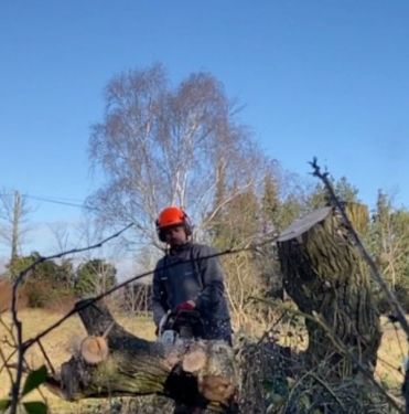 Click Here To Enlarge This Photo Of Dying Malus