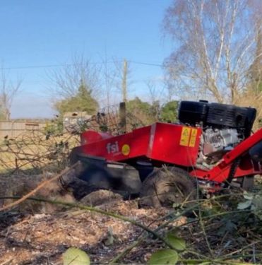 Click Here To Enlarge This Photo Of Dying Malus
