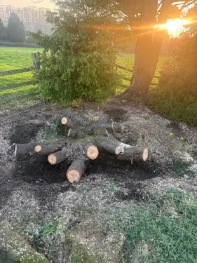 Click Here To Enlarge This Photo Of Stump Grinding Woodborough &vert; Conifer Stump Removal &vert; Nottingham Stump Grinding